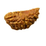 1 Mukhi Rudraksha – Benefits, Power & Prosperity - Image 2