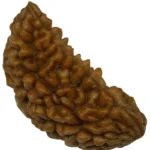 1 Mukhi Rudraksha – Benefits, Power & Prosperity