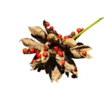 Red Gunja Seeds (Laal Chirmi Beej) for Maa Lakshmi Pooja - Image 2