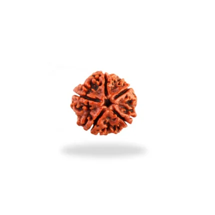 Original 5 Mukhi Rudraksha bead from Himalayas, natural brown sacred seed used in Vastu and spiritual healing